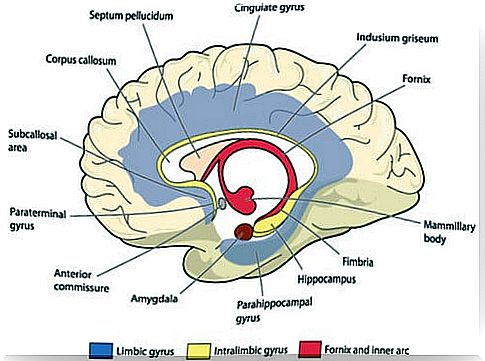 Brain with the signaled cingulate gyrus