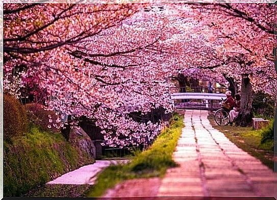 blooming sakura trees