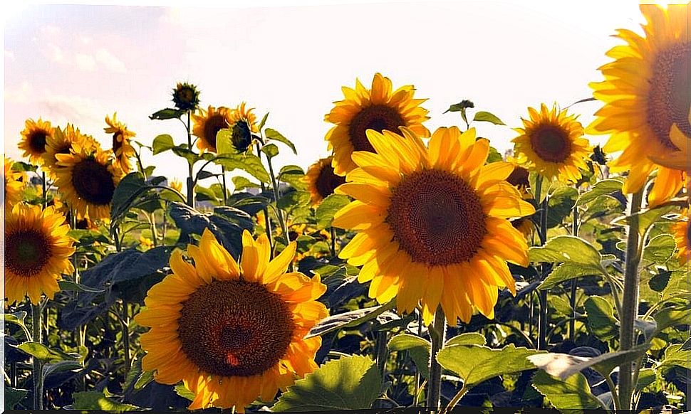 Sunflowers