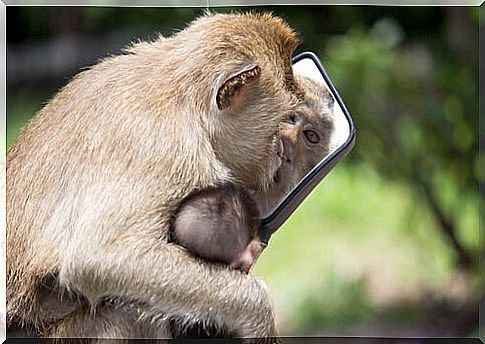 Monkey with a mirror