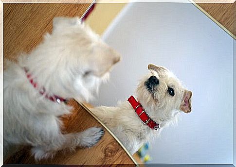 Dog looking at himself in a mirror