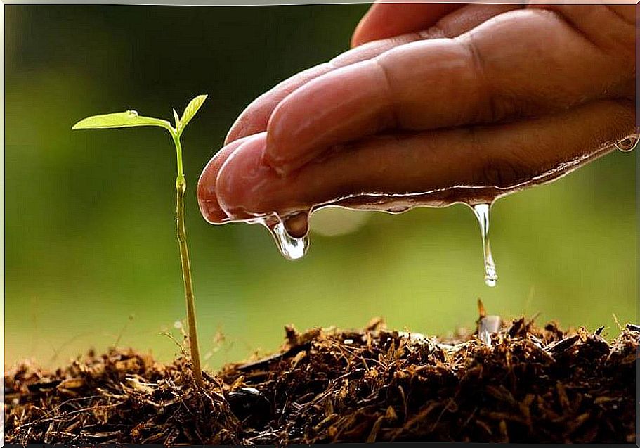 Hand watering a plant